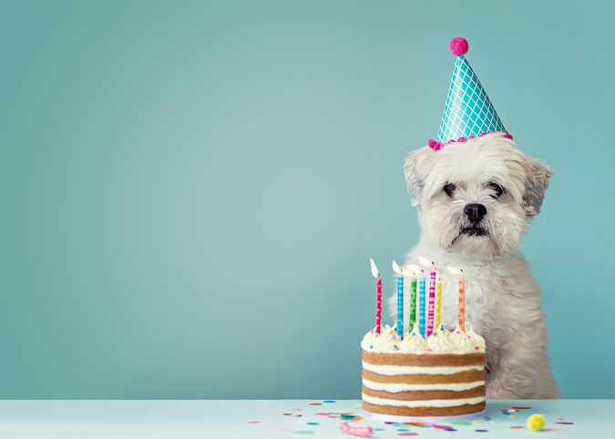 Dog in front of a birthday cake with lit candles